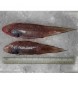 Tonguesole / Ikan Lidah (SEASONAL) per kg