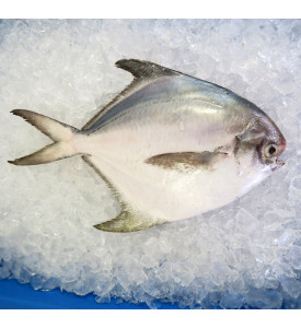 Local White Pomfret (白鲳) 300gm+- per fish [LOW SEASON]