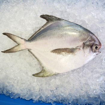 Local White Pomfret (白鲳) 300gm+- per fish [LOW SEASON]