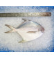 Local White Pomfret (白鲳) 300gm+- per fish [LOW SEASON]