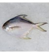 Local White Pomfret (白鲳) 200gm+- per fish