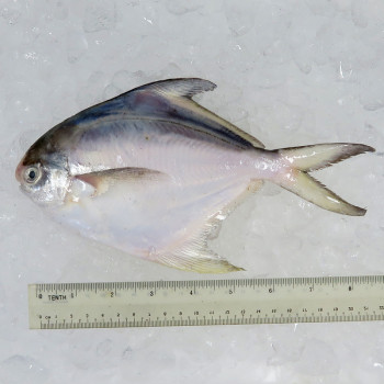 Local White Pomfret (白鲳) 200gm+- per fish