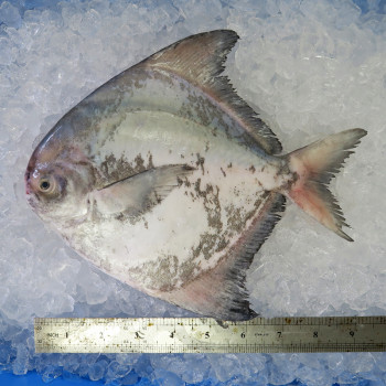 Local Chinese Pomfret 400gm+- per fish [LOW SEASON]